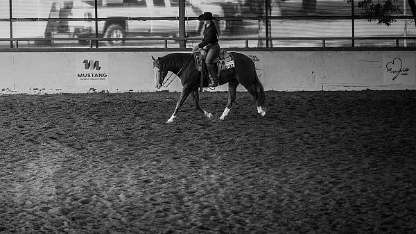 performance-quarter-horse