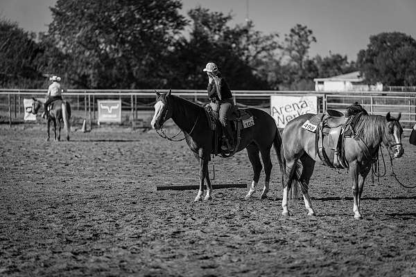 ranch-quarter-horse