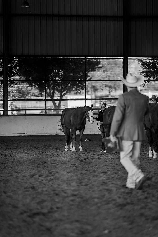 ranch-versatility-quarter-horse