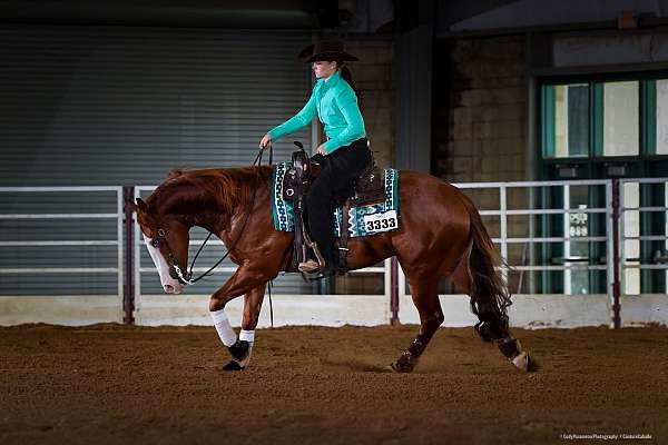 reining-quarter-horse