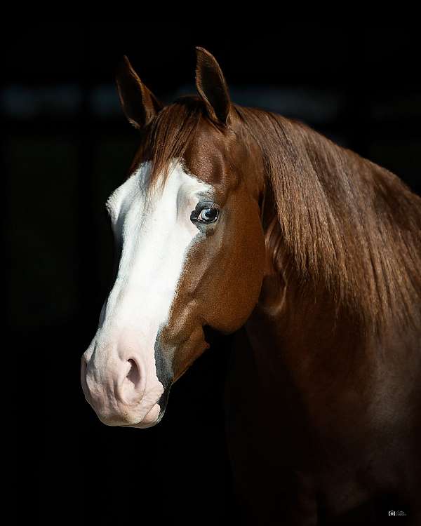 roping-quarter-horse