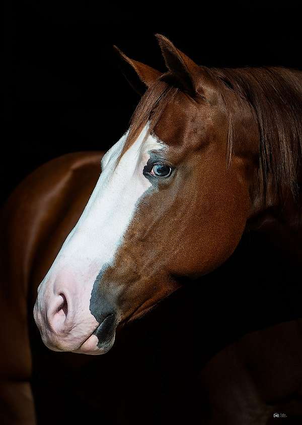 show-quarter-horse