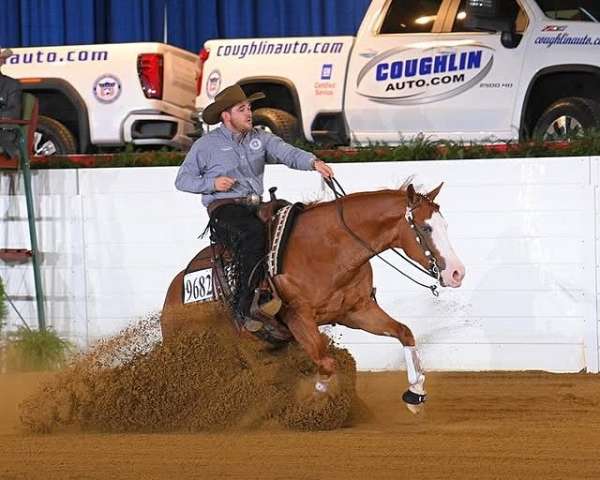 trail-riding-quarter-horse