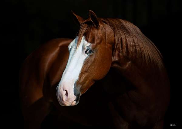 trail-quarter-horse