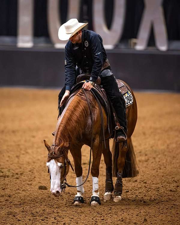 working-cattle-quarter-horse