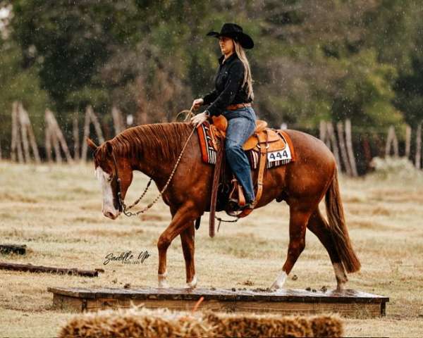 working-cow-quarter-horse