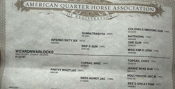 athletic-quarter-horse