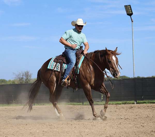 flashy-quarter-horse