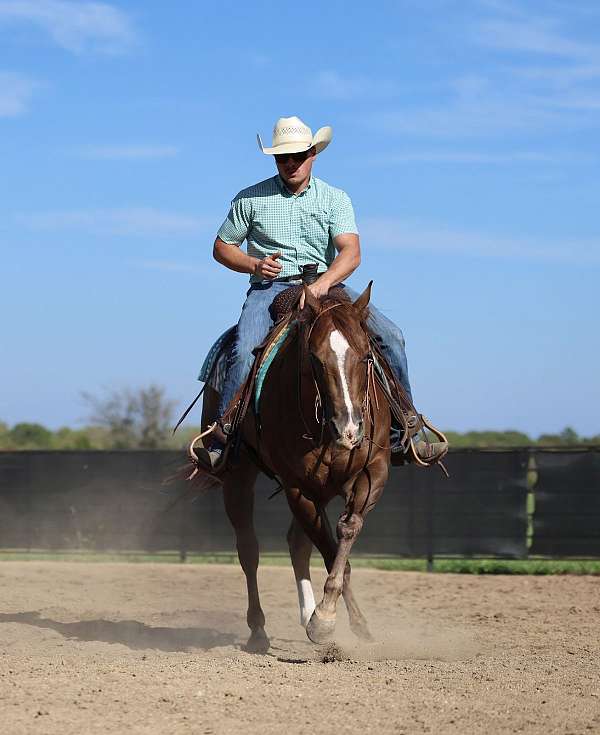 performance-quarter-horse