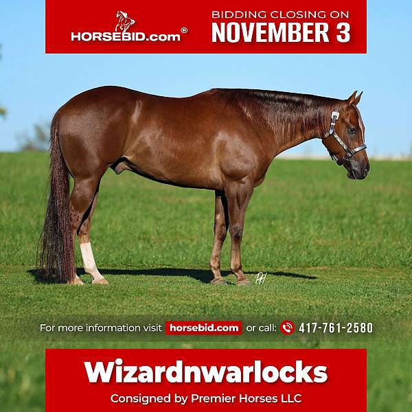 all-around-quarter-horse