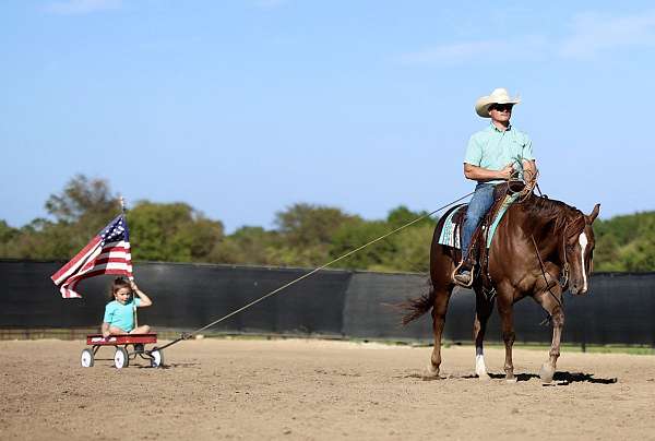 reining-quarter-horse