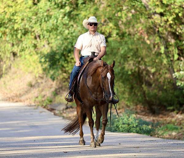 show-quarter-horse