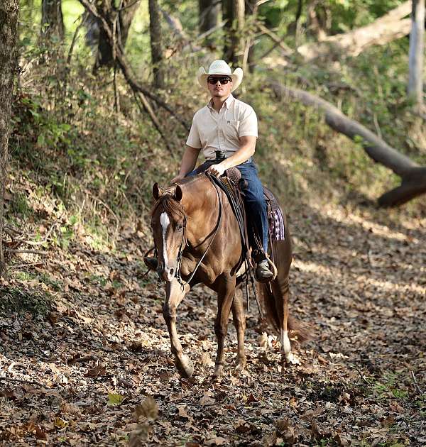 roping-quarter-horse