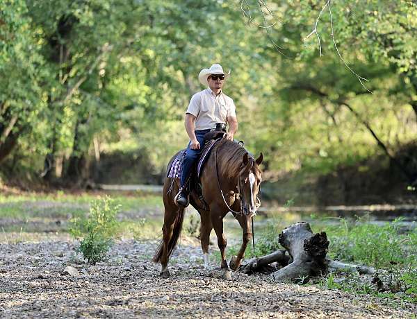 trail-quarter-horse