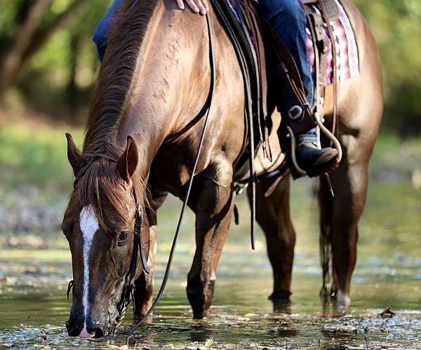 working-cow-quarter-horse
