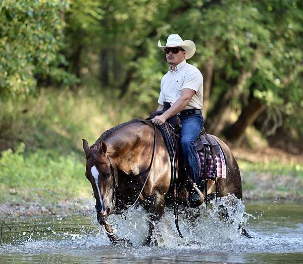 western-riding-quarter-horse