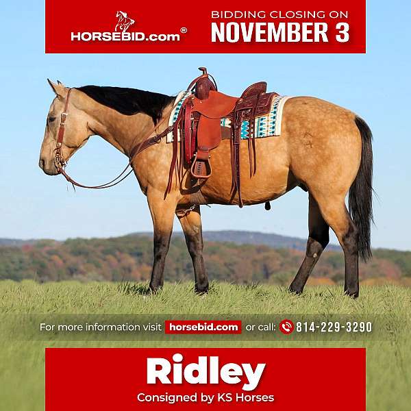 all-around-quarter-horse