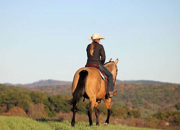 athletic-quarter-horse