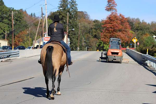 calf-roping-quarter-horse