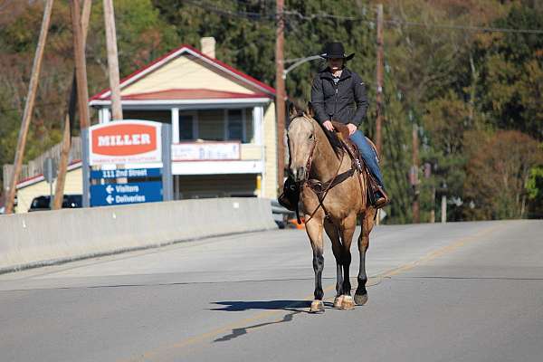 flashy-quarter-horse