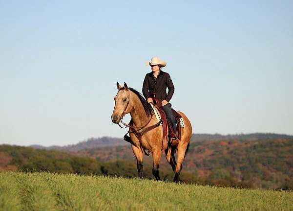 husband-safe-quarter-horse