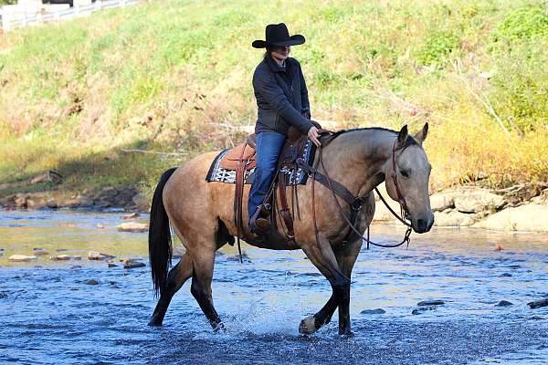 performance-quarter-horse