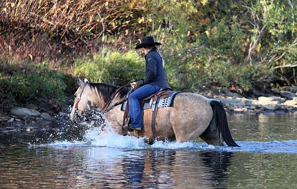 ranch-quarter-horse