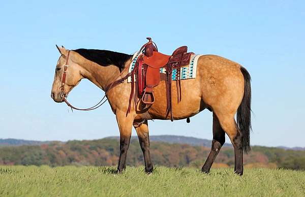 roping-quarter-horse