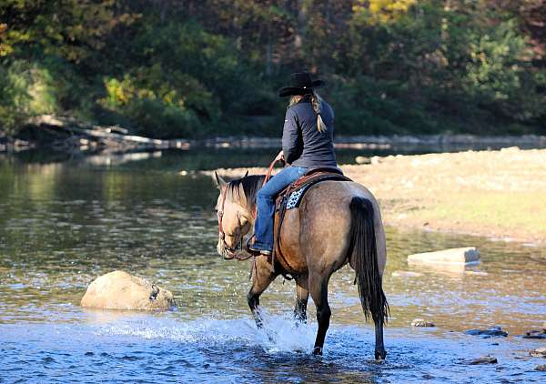 show-quarter-horse