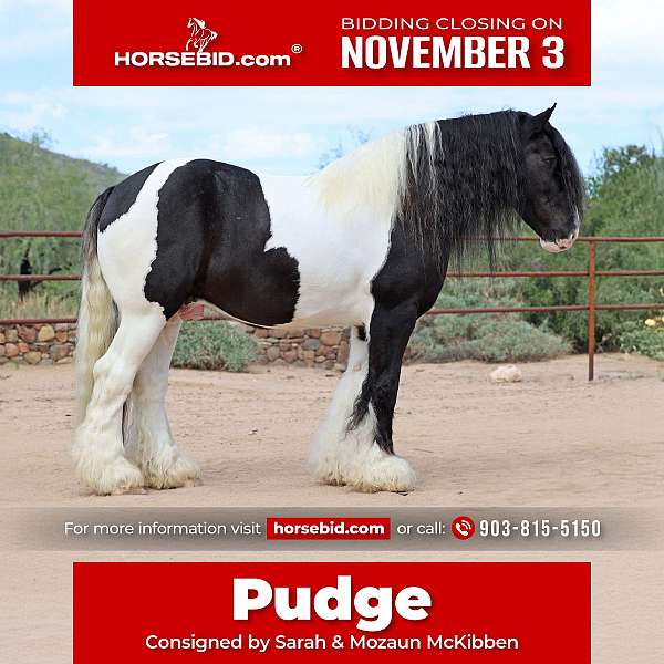 all-around-gypsy-vanner-horse