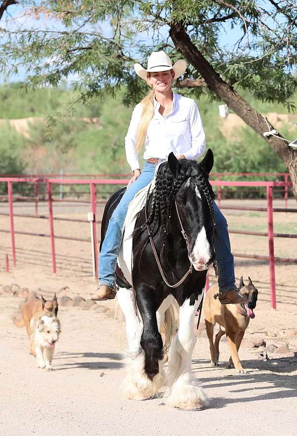 athletic-gypsy-vanner-horse