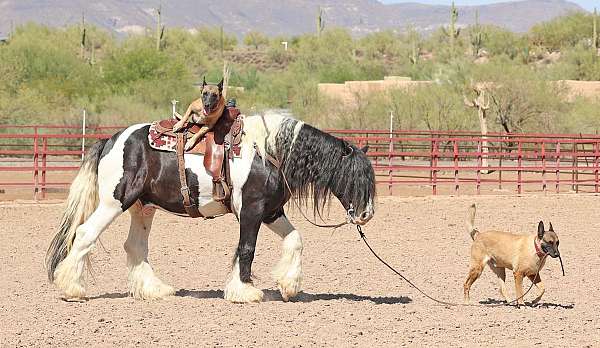 flashy-gypsy-vanner-horse