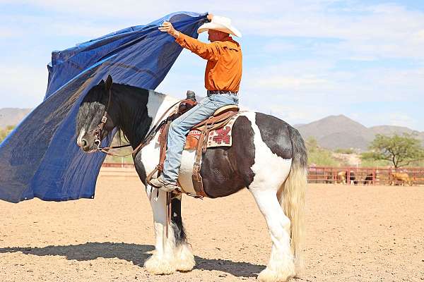 husband-safe-gypsy-vanner-horse