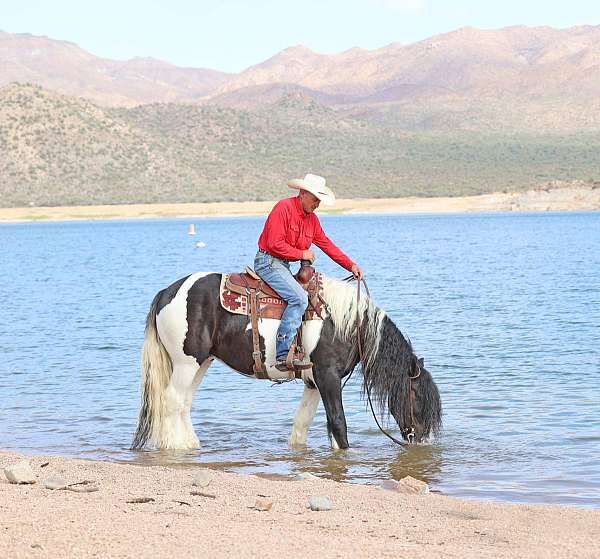 performance-gypsy-vanner-horse