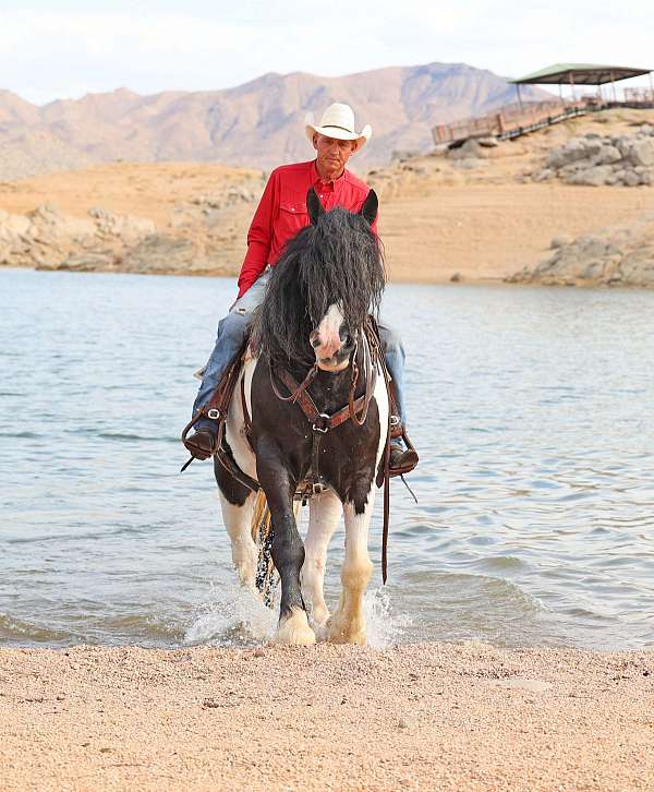 parade-gypsy-vanner-horse
