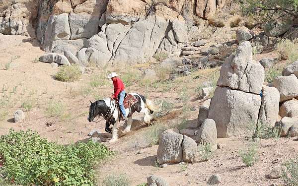 ranch-gypsy-vanner-horse