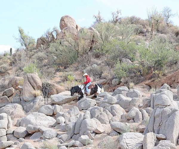 ranch-work-gypsy-vanner-horse