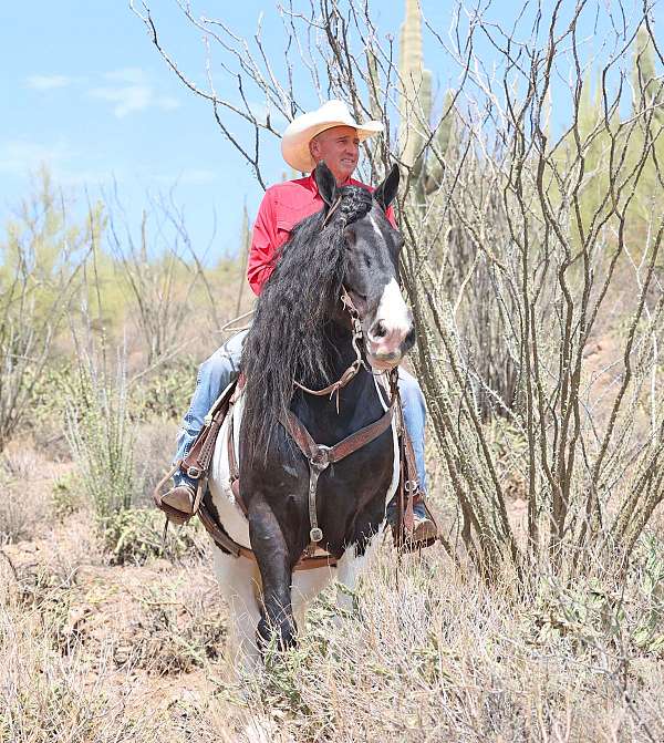 trail-riding-gypsy-vanner-horse