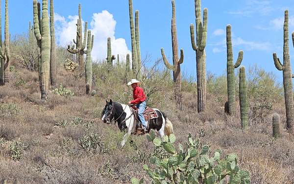 working-cattle-gypsy-vanner-horse