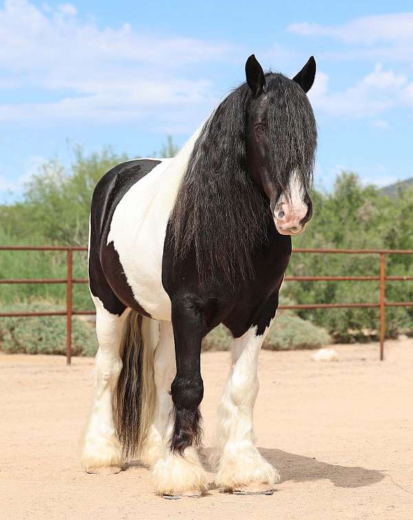 piebald-gypsy-vanner-gelding