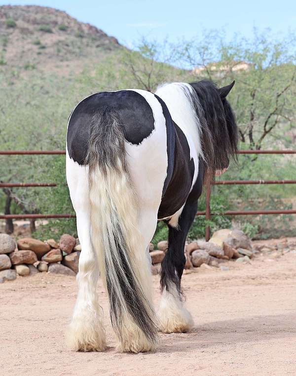 piebald-all-around-horse