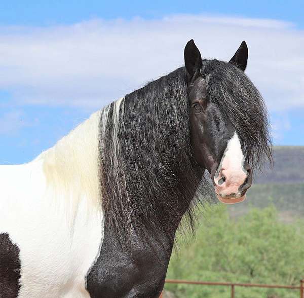 piebald-athletic-horse