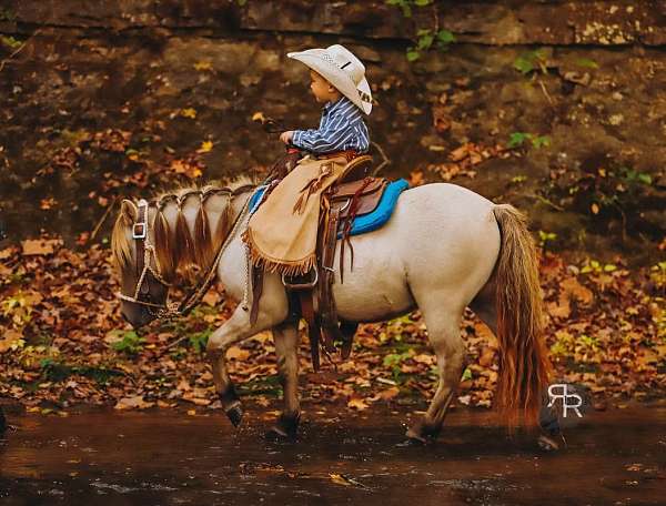 all-around-miniature-pony