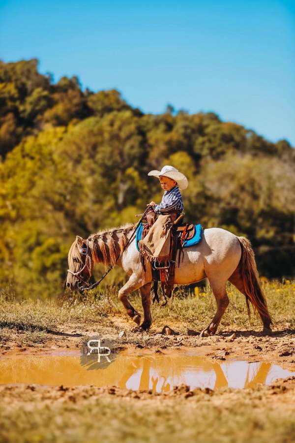 barrel-racing-miniature-pony