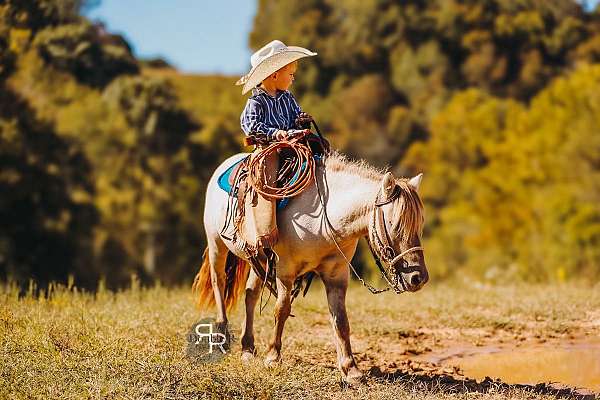 beginner-miniature-pony