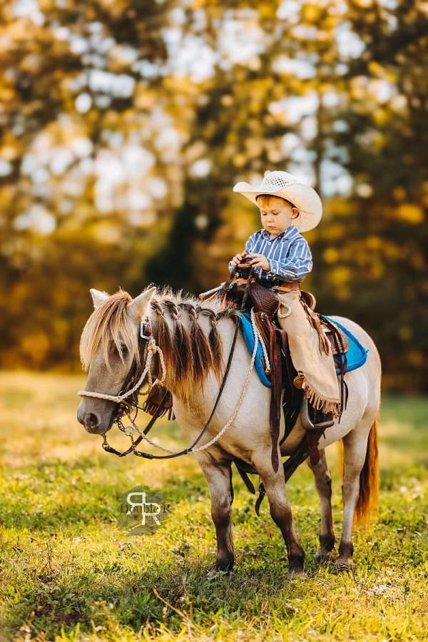 companion-miniature-pony