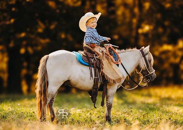 jumper-miniature-pony