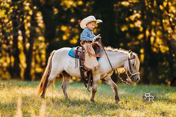 kid-safe-miniature-pony