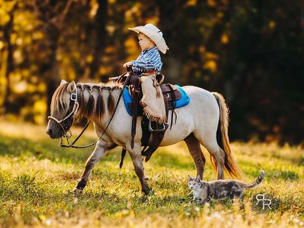lesson-miniature-pony