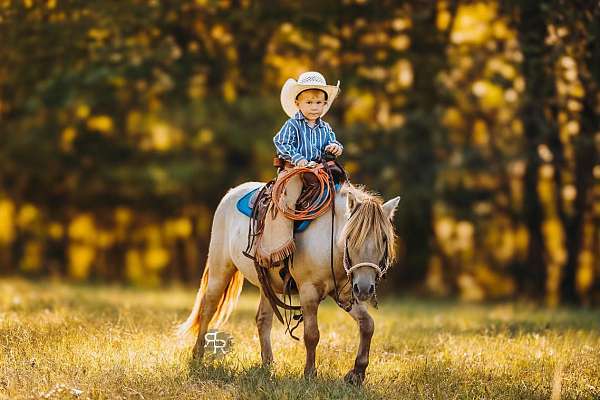 parade-miniature-pony